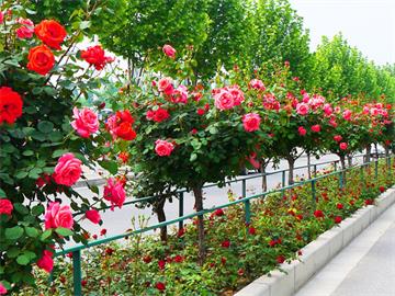 助力打造一流花卉盛会 中国太保护航第十届花博会