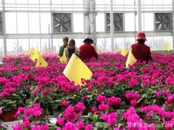 扬州高邮：每天发货30万株，花工厂绽放乡村振兴致富花