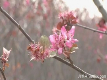 菏泽成武：千亩海棠反季节开花，逆袭深秋成一景