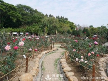 广州“五彩缤纷”的月季花园，开满全园，游客赞道太美了