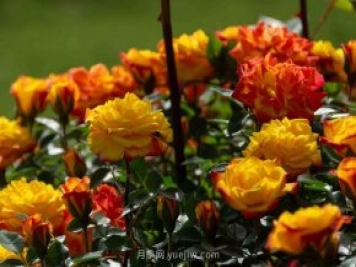 安阳市滑县森林公园月季花开放，赏花打卡正当时