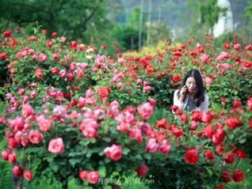 花卉旅游，“花为媒”带动“美丽经济”升级