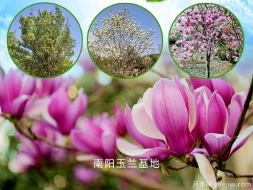 南阳南召：玉兰树致富路，家门口的产业就业