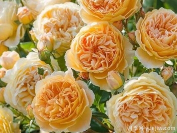 大花香水月季的养护方法，分享10种花香飘满屋