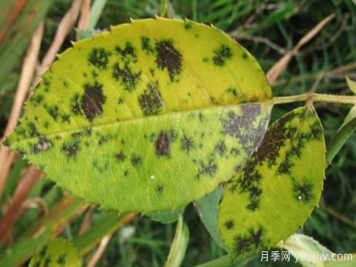 深秋天季节月季出现斑点的病害原因与防治