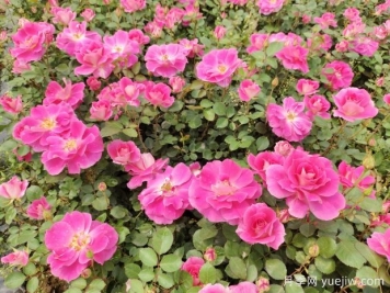 仙境盆栽月季杯苗粉色丰花，绿化工程批发