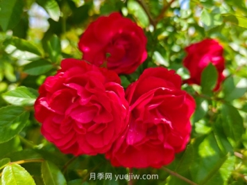 月季红木香爆花机器，花艳丽花量大花期长