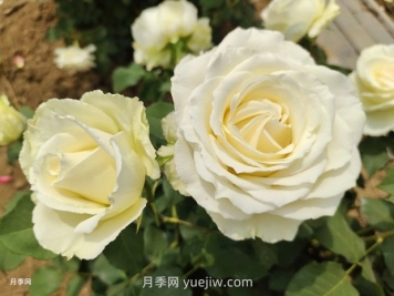 十一朵白玫瑰的花语和寓意