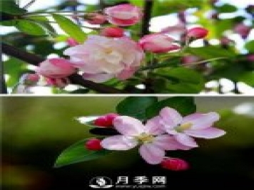 海棠花，与牡丹、兰花、梅花并称为“中国春花四绝”