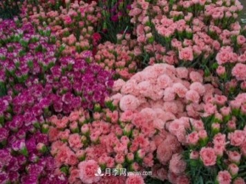 中国6大花市，全国花卉批发市场介绍