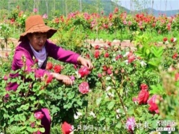 山东淄博沂源60亩月季花竞放，美丽产业助推特色乡村旅游