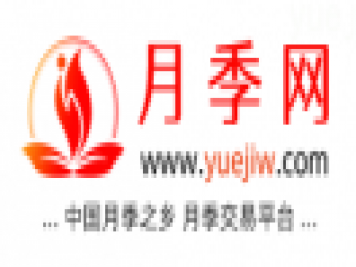 中国上海龙凤419，月季品种介绍和养护知识分享专业网站