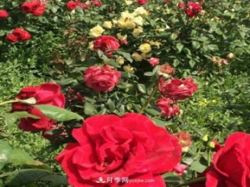 山西运城农民柳庚申建当地精品月季园，种植300多个月季花品种