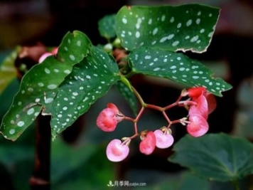 网红花卉之鳟鱼秋海棠，叶奇花美，如何进行日常养护