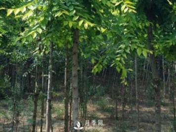 白玉兰树的种植方法