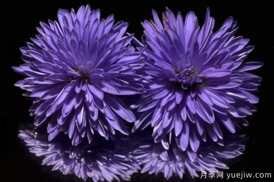 紫色花的品种大全 紫色花有哪些品种(图3)